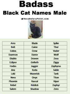 200+ Best Black Cat Names (Unique & Badass) - Vocabulary Point