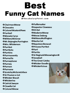 270+ Funny And Cute Cat Names - Vocabulary Point