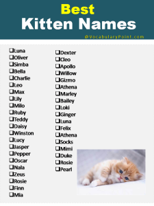 270+ Funny and Cute Names for Kittens 2024 - Vocabulary Point