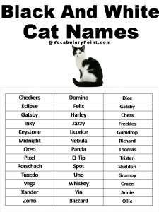 500+ Most Popular Cat Names in English - Vocabulary Point