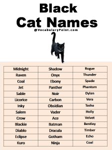 500+ Most Popular Cat Names in English - Vocabulary Point