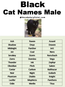 200+ Best Black Cat Names (Unique & Badass) - Vocabulary Point