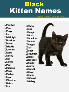 270+ Funny and Cute Names for Kittens 2024 - Vocabulary Point