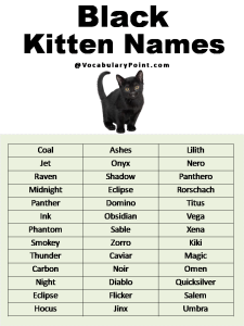 200+ Best Black Cat Names (Unique & Badass) - Vocabulary Point