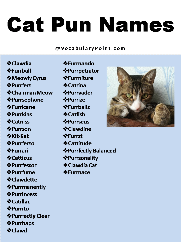 270+ Funny And Cute Cat Names - Vocabulary Point