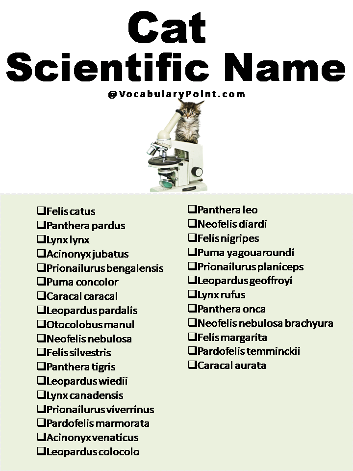 Cat Scientific Name