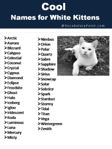 150+ Fluffy White Cat Names : Cute, Funny and Best - Vocabulary Point