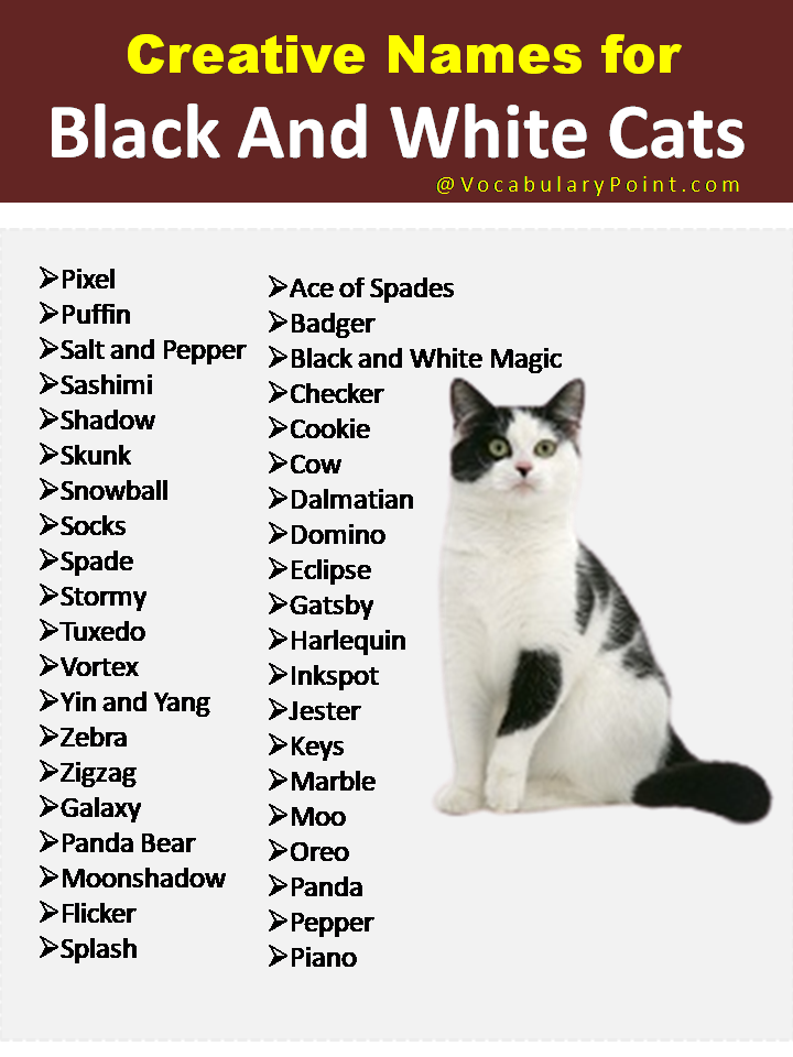 Creative Names for Black And White Cats