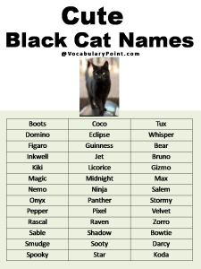 200+ Best Black Cat Names (Unique & Badass) - Vocabulary Point