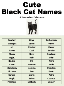 Most Popular Cute Cat Names - Vocabulary Point