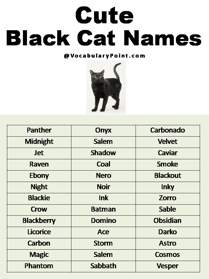 Most Popular Cute Cat Names Vocabulary Point