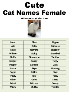Most Popular Cute Cat Names - Vocabulary Point