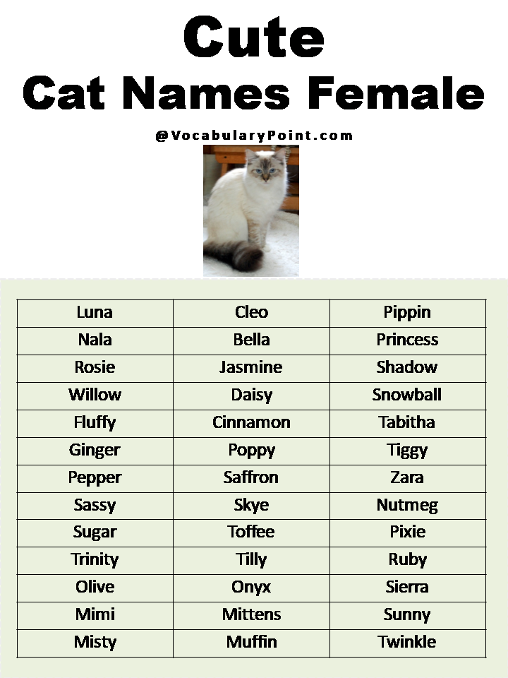 Most Popular Cute Cat Names Vocabulary Point