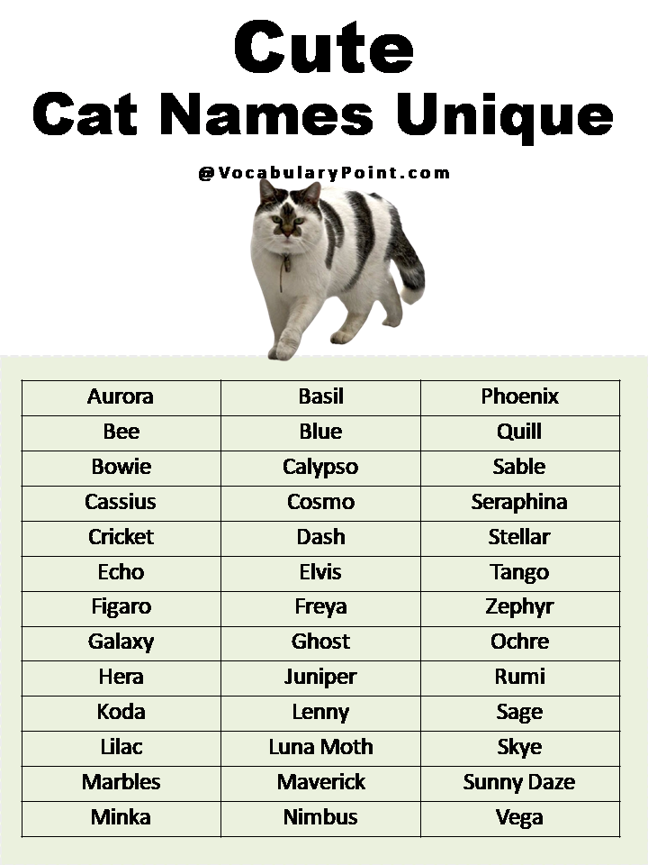 Cute Cat Names Unique 