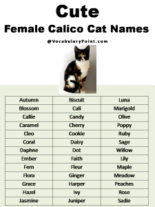 Most Popular Cute Cat Names - Vocabulary Point