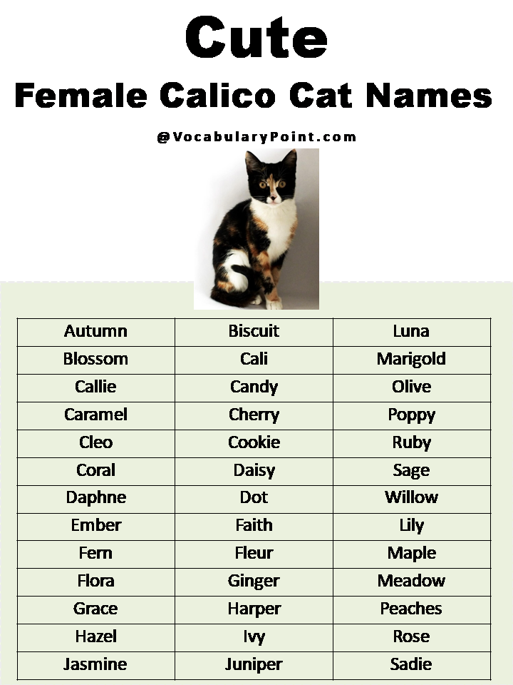 Cute Female Calico Cat Names