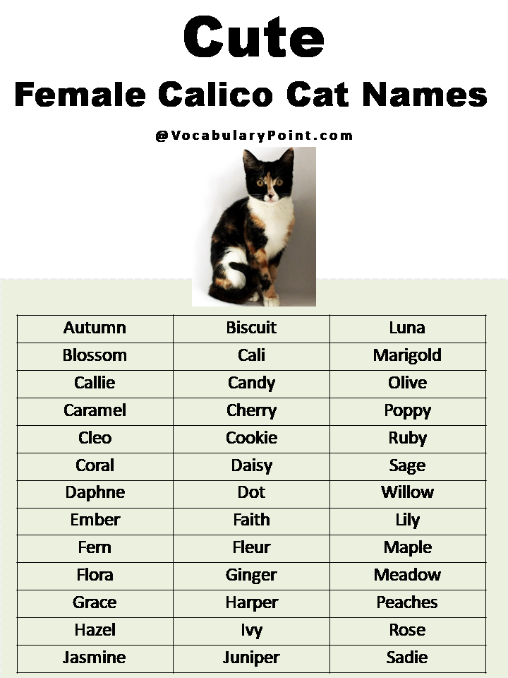 Most Popular Cute Cat Names Vocabulary Point