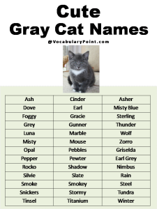 Most Popular Cute Cat Names - Vocabulary Point