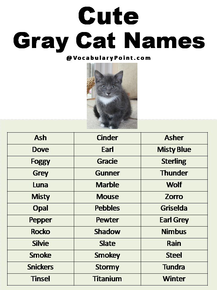 Cute Gray Cat Names