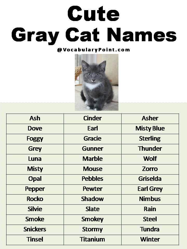 The Ultimate Guide To Stunning Gray And White Cat Names