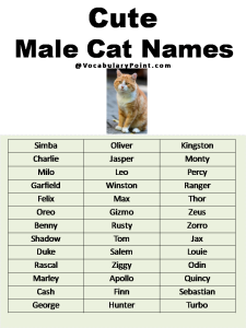 Most Popular Cute Cat Names - Vocabulary Point