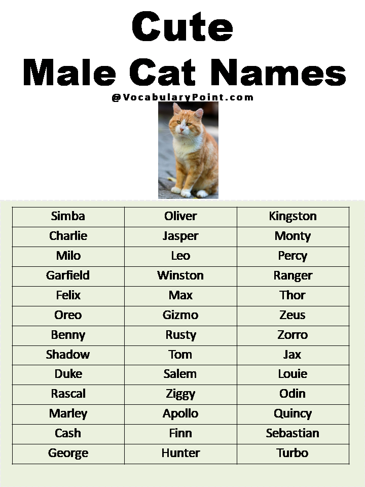 Most Popular Cute Cat Names Vocabulary Point