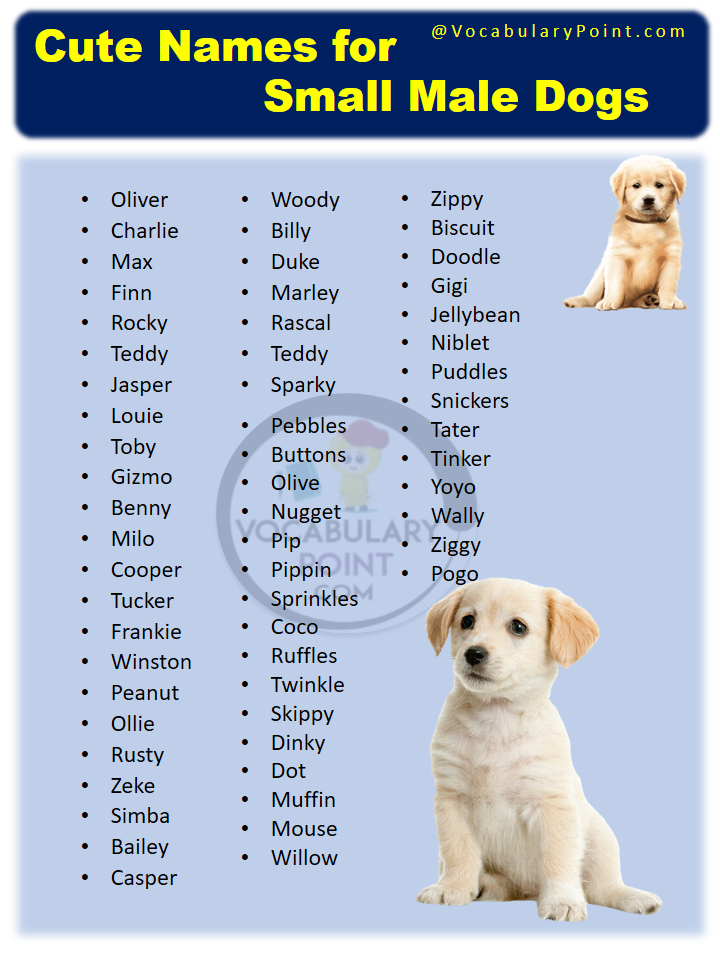 Cute Names for Small Male Dogs