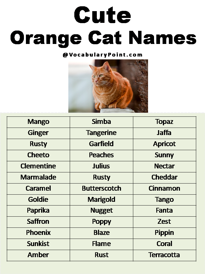 Most Popular Cute Cat Names Vocabulary Point