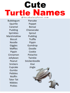 Best Turtle Names in English - Vocabulary Point