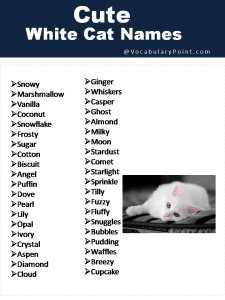 150+ Fluffy White Cat Names : Cute, Funny and Best - Vocabulary Point
