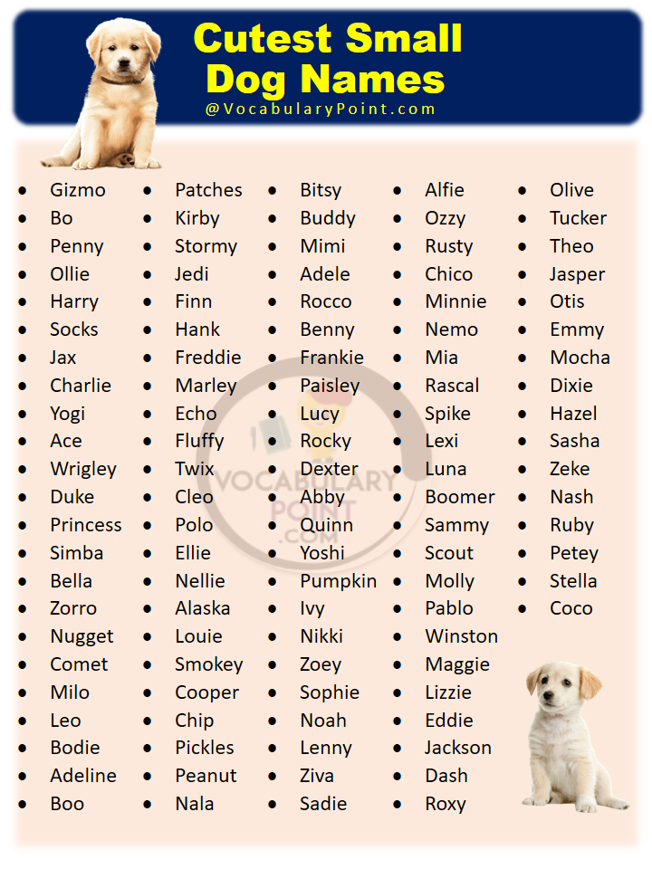 Cutest Small Dog Names