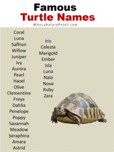 Best Turtle Names in English - Vocabulary Point