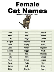 500+ Most Popular Cat Names in English - Vocabulary Point