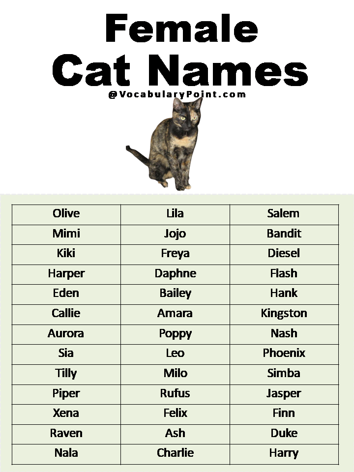 500 Most Popular Cat Names In English Vocabulary Point