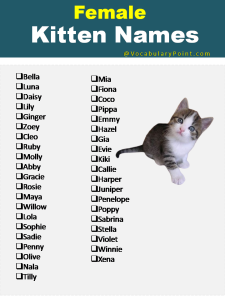 270+ Funny and Cute Names for Kittens 2024 - Vocabulary Point