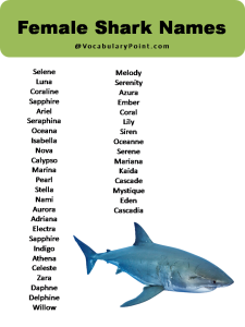 100+ Best Shark Names (Male, Female & Cartoon) - Vocabulary Point