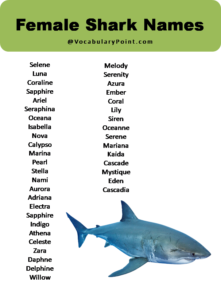 100 Best Shark Names Male Female Cartoon Vocabulary Point