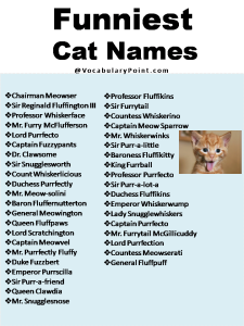 270+ Funny And Cute Cat Names - Vocabulary Point