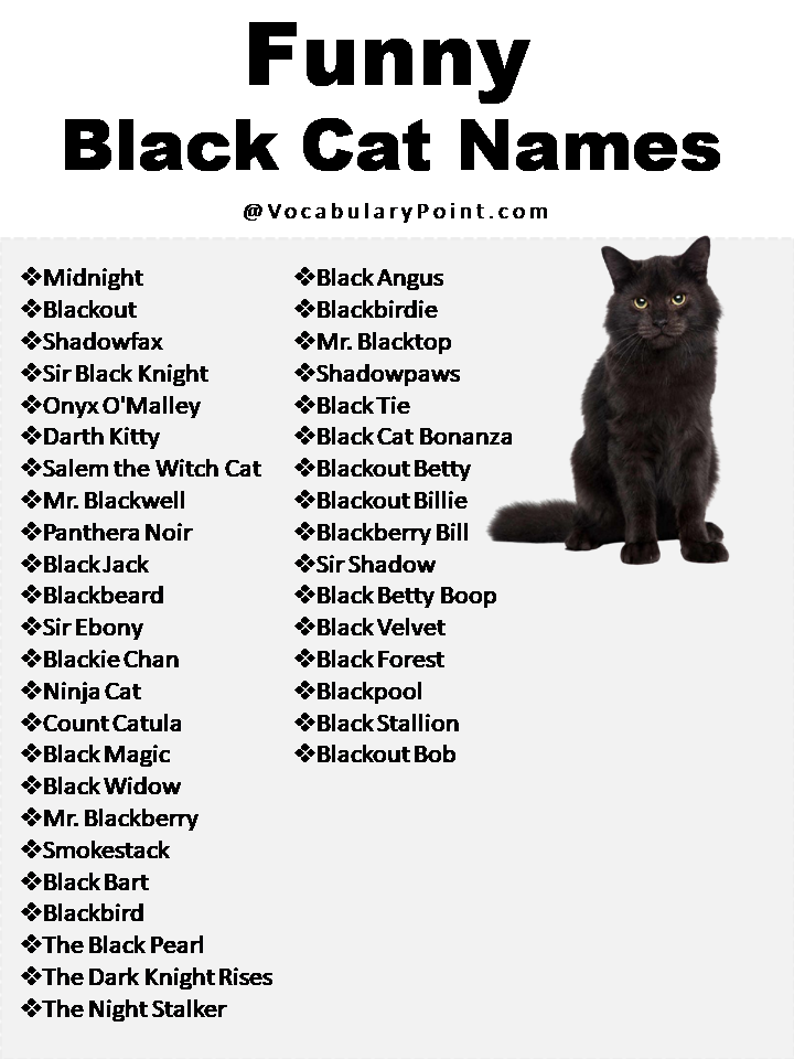 270+ Funny And Cute Cat Names - Vocabulary Point