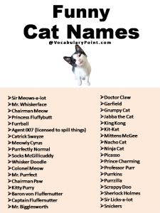 500+ Most Popular Cat Names in English - Vocabulary Point