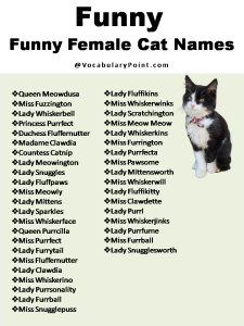 270+ Funny And Cute Cat Names - Vocabulary Point