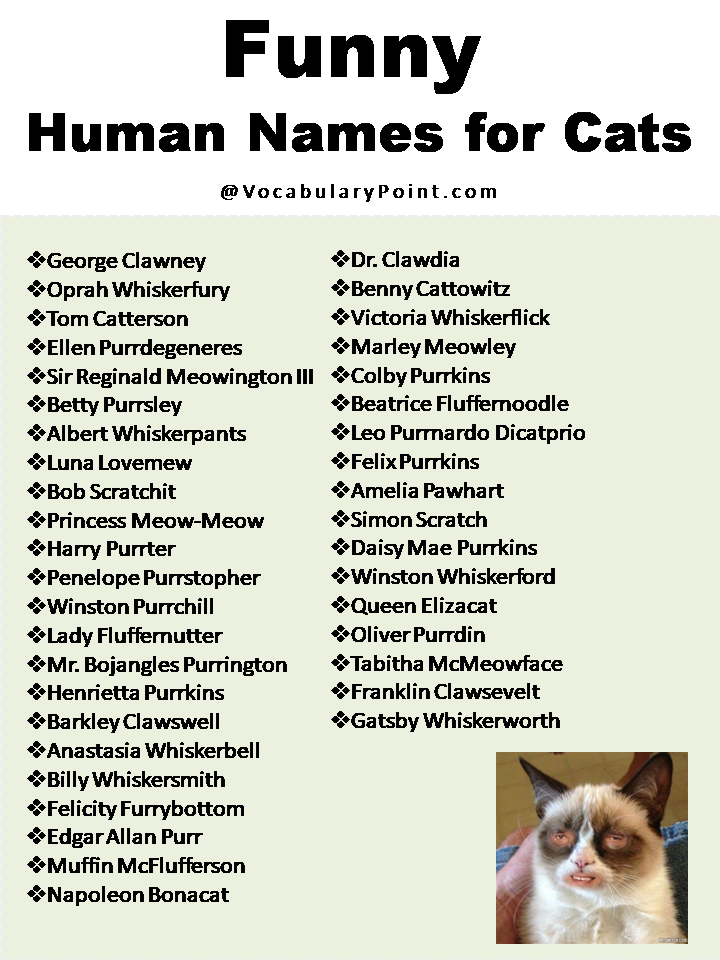 200+ Best Funny Cat Names (Male and Female) - Vocabulary Point