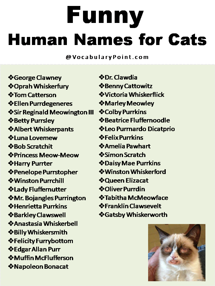 270 Funny And Cute Cat Names Vocabulary Point