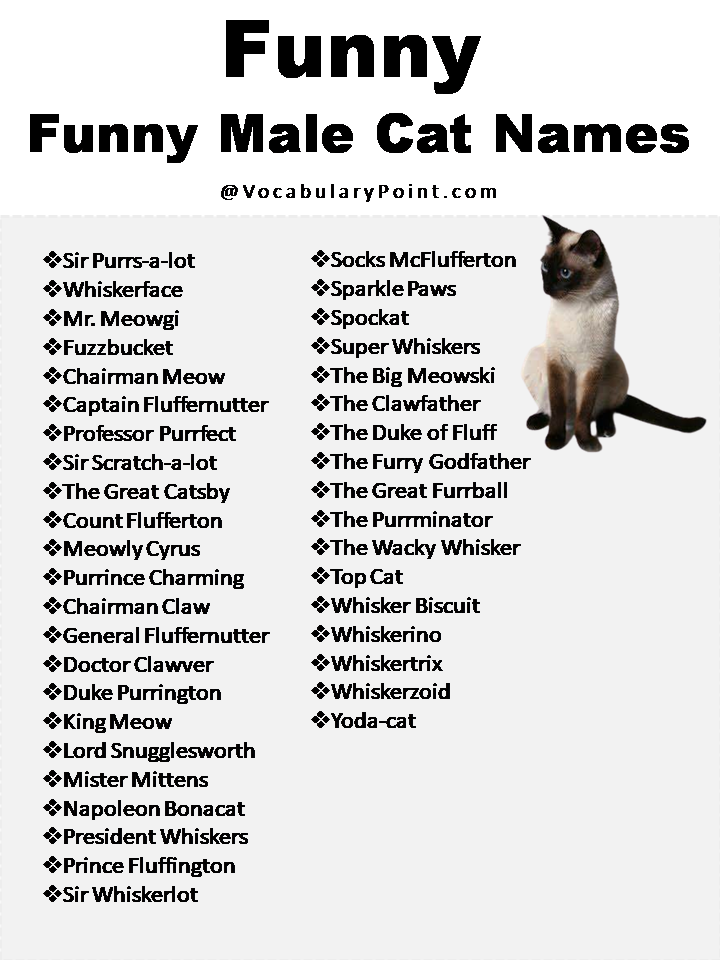 Funny Male Cat Names