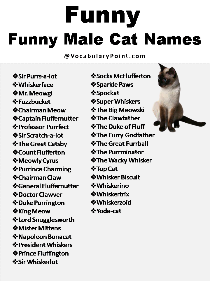 270+ Funny And Cute Cat Names - Vocabulary Point