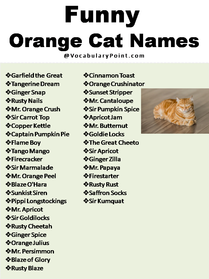 200+ Best Funny Cat Names (Male and Female) - Vocabulary Point