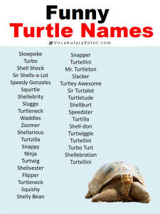 Best Turtle Names in English - Vocabulary Point