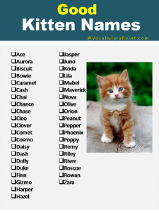 270+ Funny and Cute Names for Kittens 2024 - Vocabulary Point