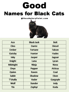 200+ Best Black Cat Names (Unique & Badass) - Vocabulary Point