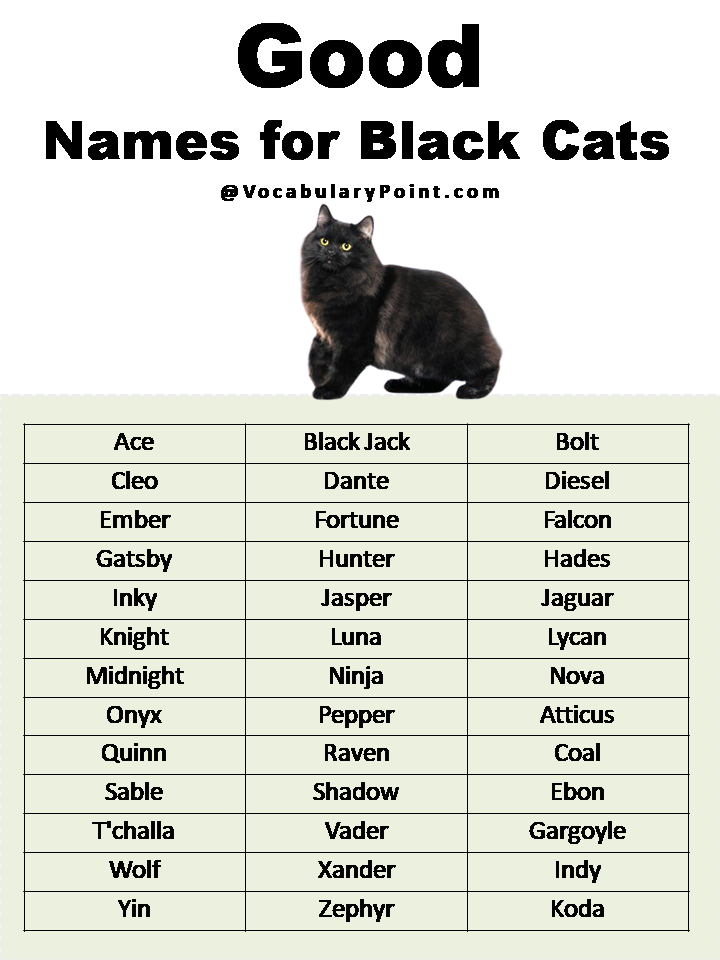 Good Names For Black Cats 